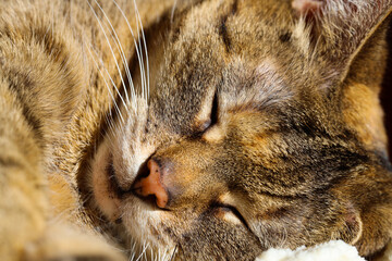Fototapeta na wymiar tabby cat close up enjoying the morning sun on the couchclose up cyperse kat genietend op de bank in ochtendzonnetje