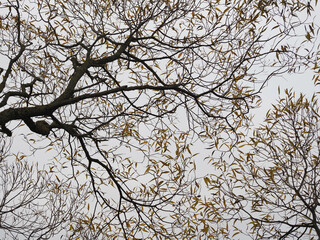 Branches and leaves create a unique pattern. Decorative panels with plant themes.