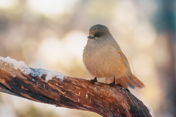 Siberian jay