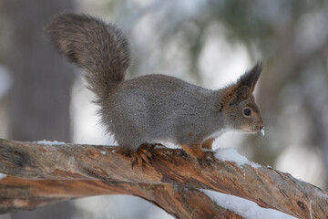 Red squirrel