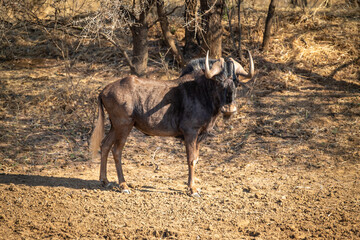 Black wildebeest stands on earth near trees