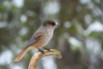 siberian jay