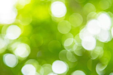 Obraz premium Green bokeh light background blur