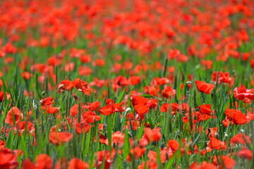 A beautiful poppy field.