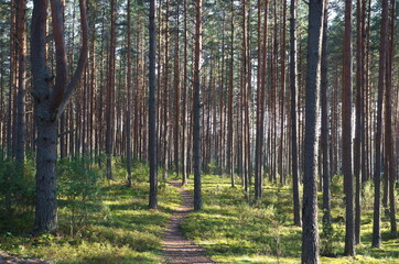 Pine forest in the Tver region on a summer day, Russia