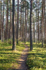 A path in a pine forest in the Tver region, Russia