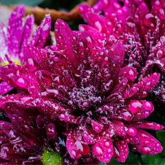 waterrized - Wasserrisiert