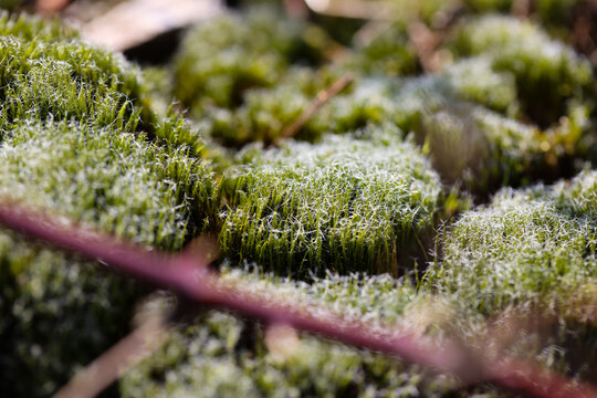 fresh green of moss in early spring

frisse groene kleur van mos in vroege lente