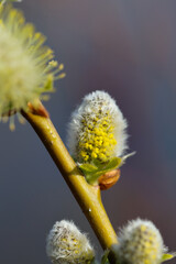 catkins early spring on willow twig

katje aan wilgen tak in vroege lente, ochtend zon, fris geel, uitlopen