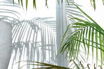 Zielone liście palmy na jasnym tle, ładne tropikalne tło.