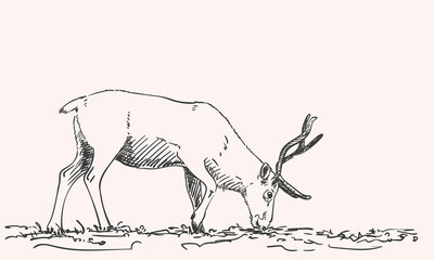 reindeer © art_of_line