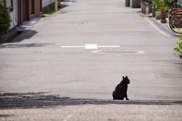 アスファルトの道の真ん中に居座る黒猫のいる風景