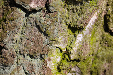 close up fresh green bark, texture, colors, nature

groene kleuren van boomschors, macro, textuur