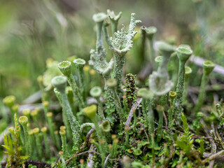 Schöne Moospflanze in Makro