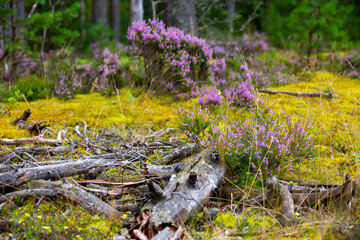 Dry wood and bush of  Calluna vulgaris in forest