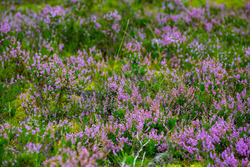 Obraz premium Field of Calluna in forest meadow
