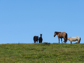 Horses in the distance, sharpness on the grass