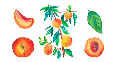 Set of watercolor orange peaches on white isolated background.A collection of juicy fruits hand drawn.Clip art with healthy food.Design for social networks,invitations,packages,posters,wallpapers.