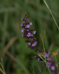 Violet flower bloom in Autumn period