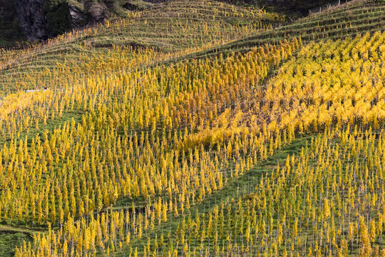 Vineyards along River Moselle in autumn colors, Germany, Europe.
