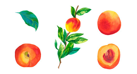 Set of watercolor orange peaches on white isolated background.A collection of juicy fruits hand drawn.Clip art with healthy food.Design for social networks,invitations,packages,posters,wallpapers.