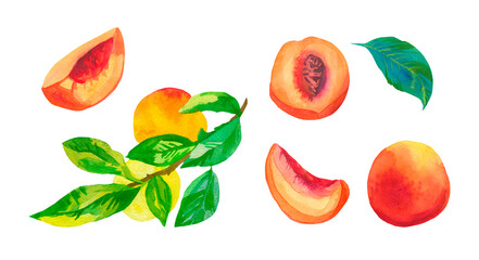Set of watercolor orange peaches on white isolated background.A collection of juicy fruits hand drawn.Clip art with healthy food.Design for social networks,invitations,packages,posters,wallpapers.