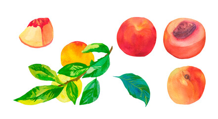 Set of watercolor orange peaches on white isolated background.A collection of juicy fruits hand drawn.Clip art with healthy food.Design for social networks,invitations,packages,posters,wallpapers.