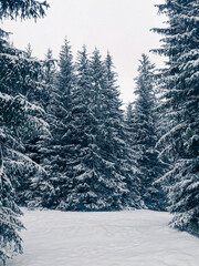 Dark gloomy fir trees in the forest covered with snow