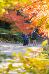 紅葉シーズンの公園で鑑賞している人々の姿