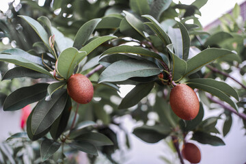 Tropical Fruit in garden