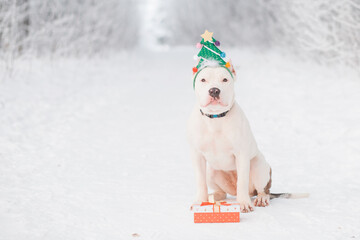American bulldog in Christmas tree rim with gift in forest. Crazy Christmas