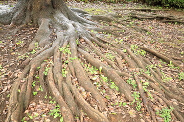 木の根

