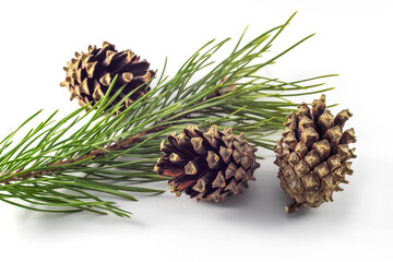 
Green pine branch with cones on a white background.