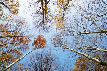 Autumn in the Pyrenees