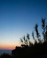 fiori mossi primo piano tramonto