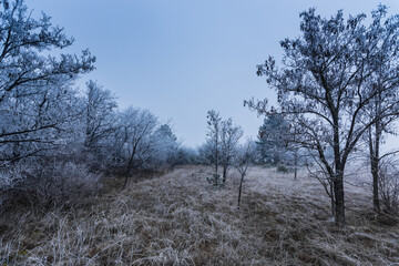 frozen trees shrubs and meadows in the winter