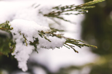 Thuja and snow