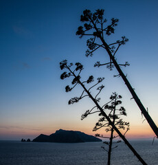 fiori silhouette capri tramonto
