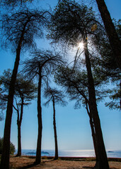 pineta alberi primo piano