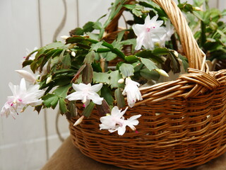Indoor plant in a wicker basket. Schlumberger is a flower of the cactus family.