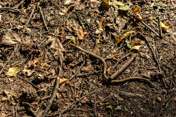 Adder  (snake)  in The Netherlands, a small snake in the wild.