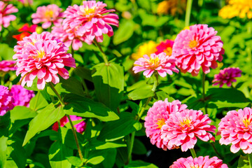 Beautiful pink zinnia flower on spring green field on blurry background. Concept spring summer, elegant gentle artistic image.