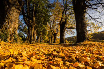 yellow leaves on the ground from a linden avenue in the sun in autumn