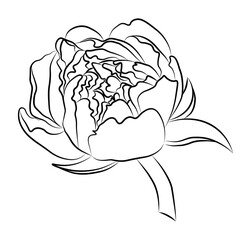 Flower peony blossomed. Separate element on white background. Vector. Black and white. The coloring.