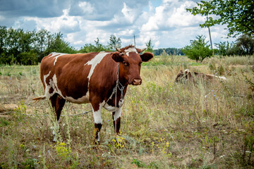 Fototapeta na wymiar cow grazing in the meadow