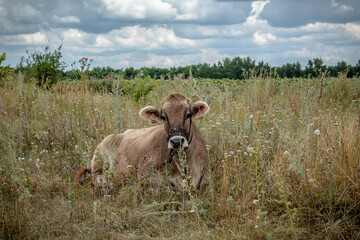 
calf in the meadow
