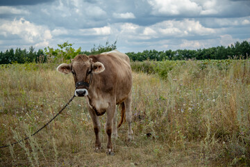 
calf in the meadow