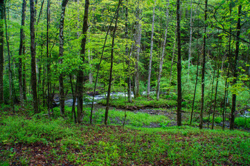 Forest Landscape