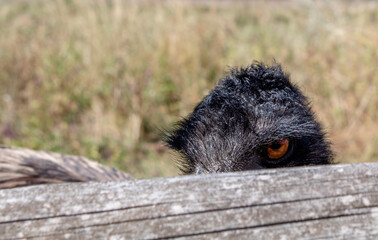 
Funny close-up portrait of emu ostrich.