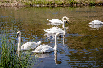 
lovely white swans